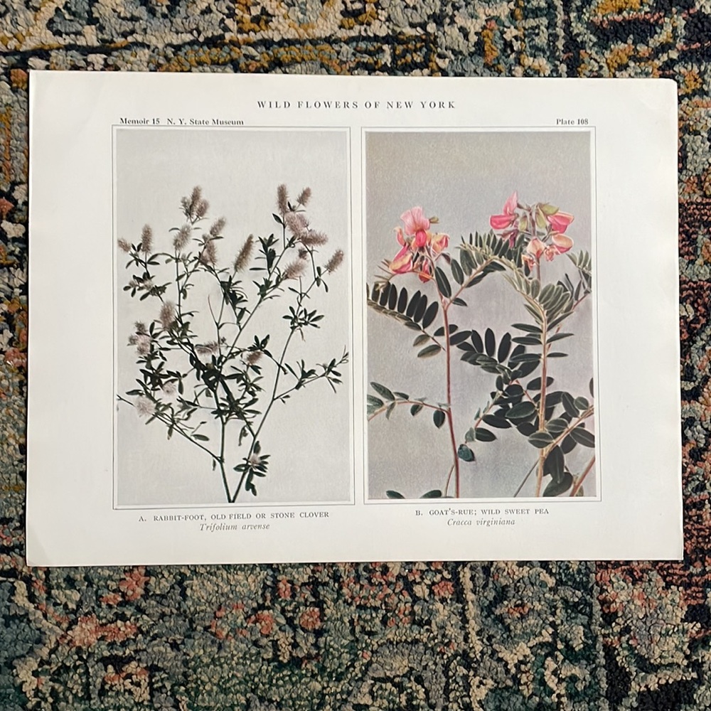 🌹 FREE w/purchaseBotanical Plant Print Original over 100 years old sweet pea